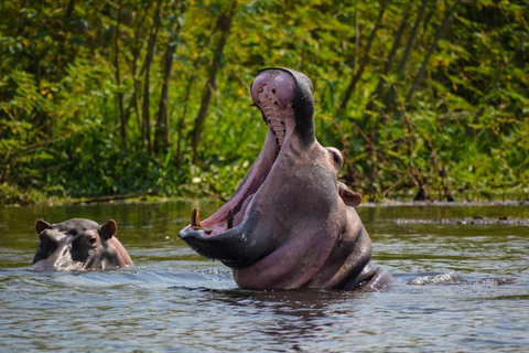 Uganda: 3-dniowe safari w Parku Narodowym Królowej Elżbiety