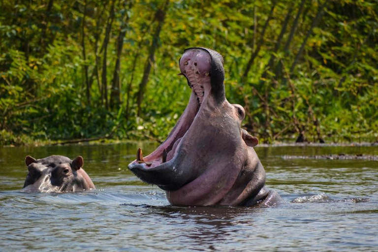 Uganda: 3-dniowe safari w Parku Narodowym Królowej Elżbiety