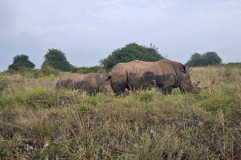 Parc national de Nairobi : promenade nocturne avec prise en charge gratuite