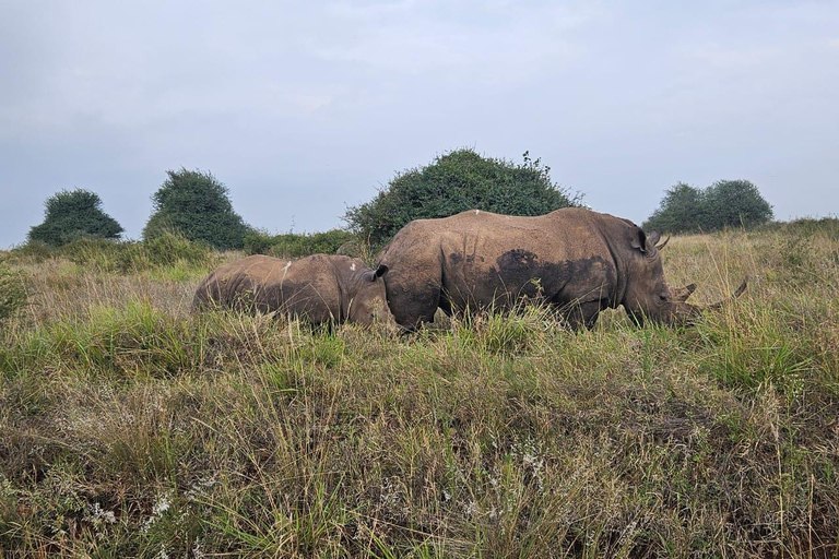 Parc national de Nairobi : promenade nocturne avec prise en charge gratuite