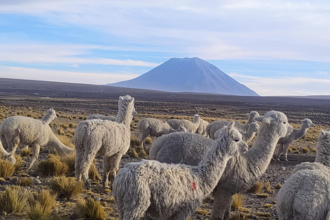 Cruz del Cóndor: a two-day guided tour from Puno Condor's Cross: a two-day guided tour from Puno