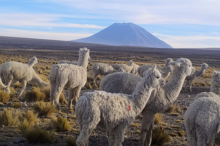 Cruz del Cóndor: a two-day guided tour from Puno Condor's Cross: a two-day guided tour from Puno