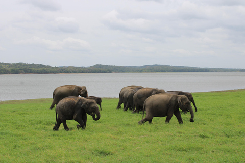 From Sigiriya-Hurulu Eco Park Jeep Safari Excluded tickets