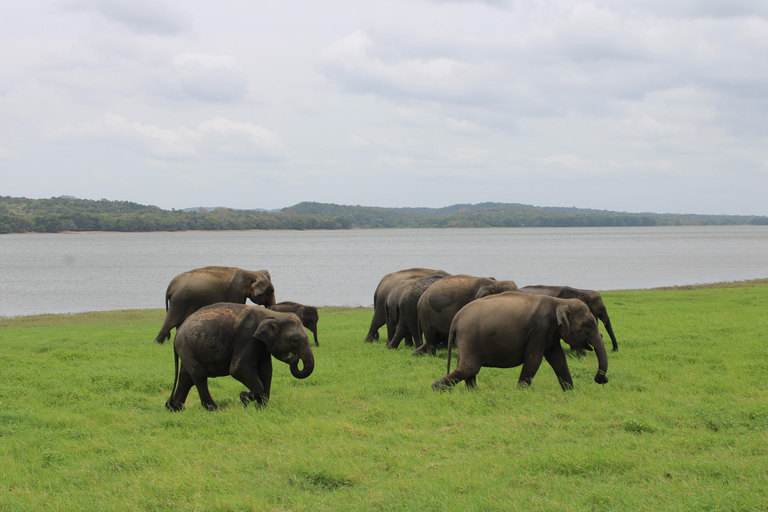 From Sigiriya-Hurulu Eco Park Jeep Safari Excluded tickets