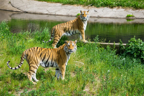 3-Day Ranthambore Tiger Safari Tour from DelhiPrivate Trip without Hotel