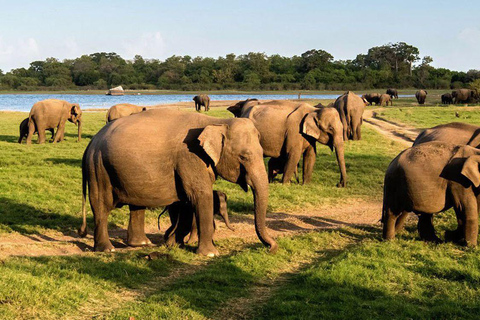 From Colombo: Dambulla, Sigiriya, and Jeep Safari Day Trip