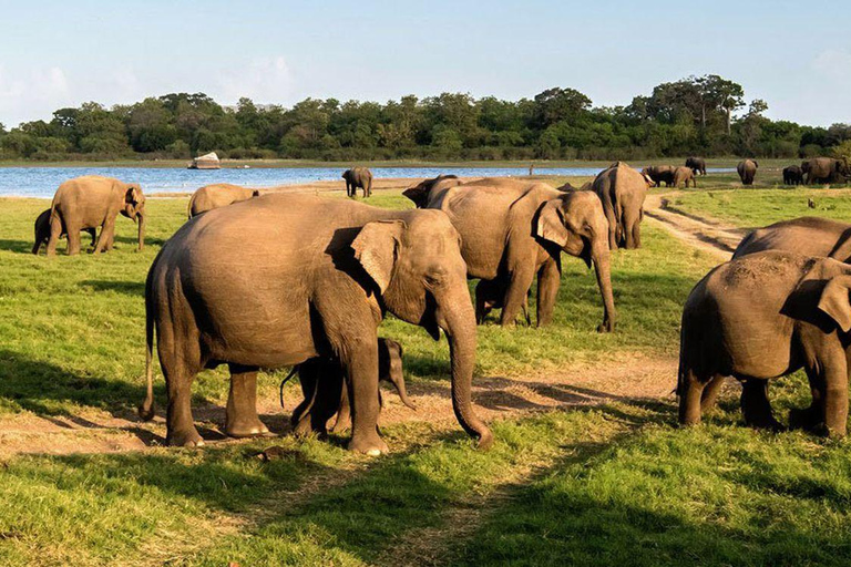 From Colombo: Dambulla, Sigiriya, and Jeep Safari Day Trip