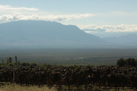 Salta: 2 Wineries and Cheese Factory Tour with Tastings