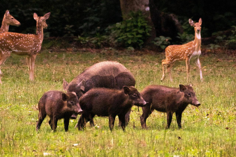 Chitwan: 3-daagse rondleiding door nationaal park met wildsafariChitwan: 3-daagse rondreis door het nationale park met wildsafari