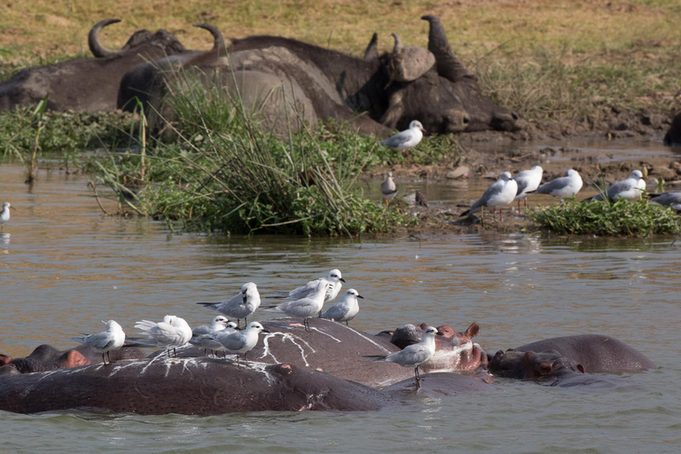 LOCATION: 3 Days Queen Elizabeth Park & Chimp Trekking Tour