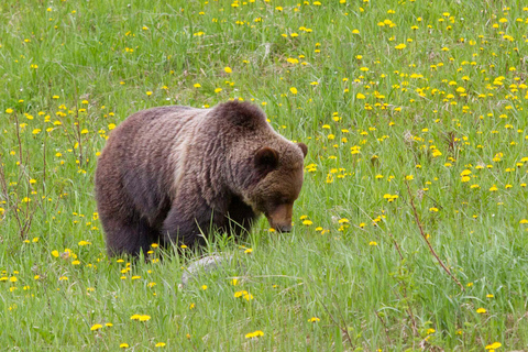 Morning Wildlife Viewing Tour - Banff/Canmore Pick-up Banff Morning Safari Drive