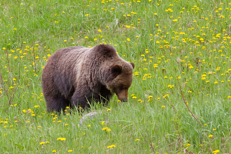 Morning Wildlife Viewing Tour - Banff/Canmore Pick-up Banff Morning Safari Drive