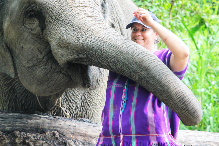 Experiência exclusiva de meio dia com animais gigantes da família