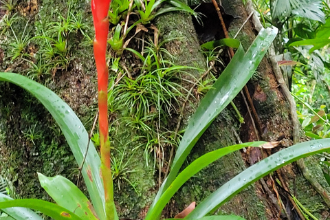 JUATINGA : Circuit de 4 jours FORÊT ATLANTIQUE et PLAGES - PARATY - RIO DE JANEIRO