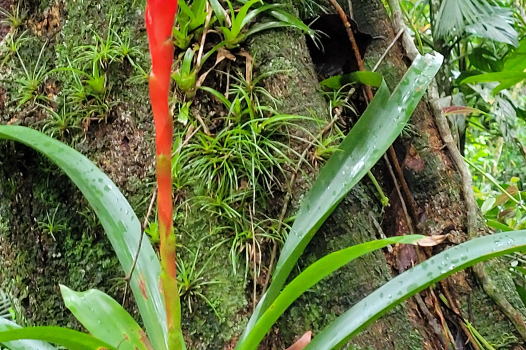 JUATINGA: tour di 4 giorni FORESTA ATLANTICA e SPIAGGE - PARATIA - RIO DE JANEIRO