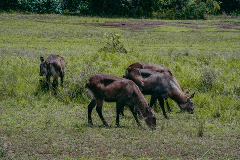 Kigali: Akagera National Park Safari with Boat Cruise