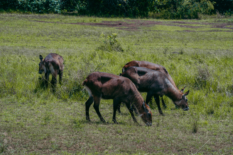 Kigali: Akagera National Park Safari with Boat Cruise