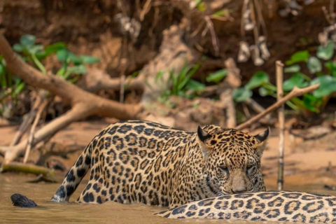 Jaipur: Safári de leopardo em Jhalana tour particular