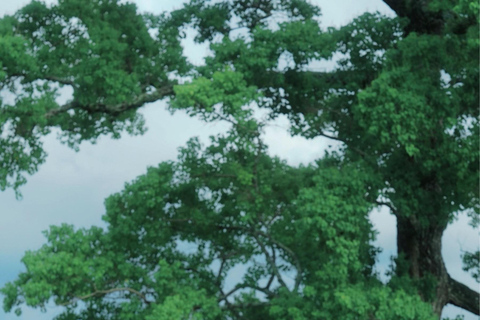 Nara: Kimono Rental and Photoshoot Experience