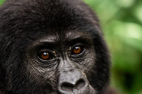 3 Day Gorilla Trekking Uganda Experience