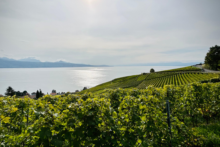 Experiencia en el Viñedo Lavaux