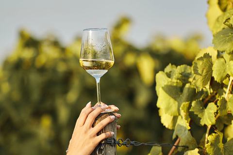 Grimaud: Horseback Riding & Wine Tasting in Maures Forest Horse back riding + wine tasting in the Maures Forest