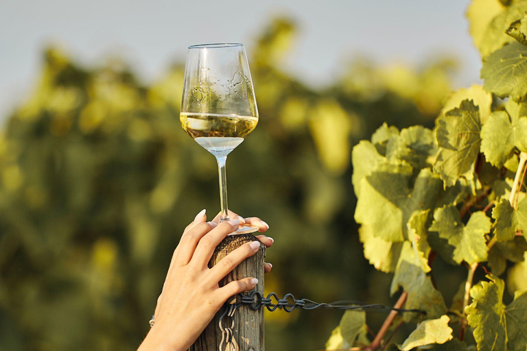 Grimaud: Horseback Riding & Wine Tasting in Maures Forest Horse back riding + wine tasting in the Maures Forest