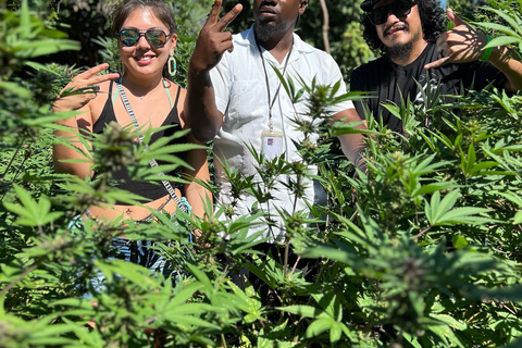 Fazenda de maconha, rafting de bambu e passeio pela praia da Caverna dos MédicosDe Montego Bay