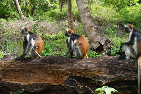 Granja de especias y bosque de Joza iespecias y jozani