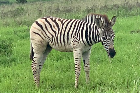 Afternoon Safari from Durban