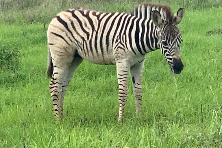 Afternoon Safari from Durban