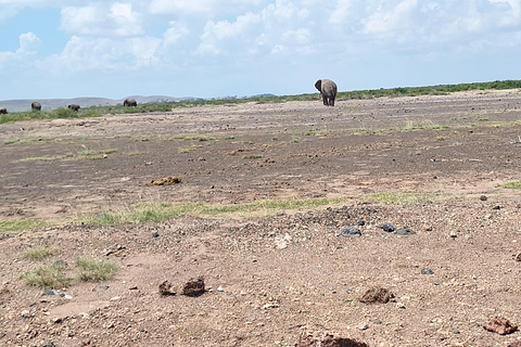 Nairobi: Amboseli National Park Tagestour mit PirschfahrtenSolo Nairobi: Amboseli National Park Tagestour