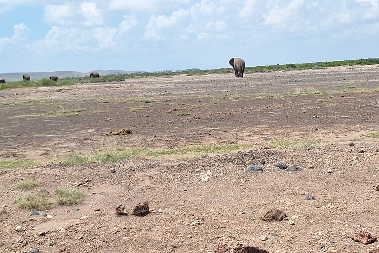 Nairobi: Amboseli National Park Tagestour mit PirschfahrtenSolo Nairobi: Amboseli National Park Tagestour