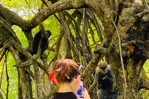 Bentota River Safari: Entdecke Wildtiere und Mangroven vom Boot ausBentota River Safari: Entdecke die Tierwelt und Mangroven vom Boot aus
