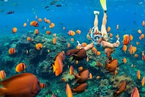Oahu: Snorkel Adventure in Marine Sanctuary