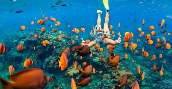 Oahu: Snorkeling Tour in a Protected Marine Sanctuary