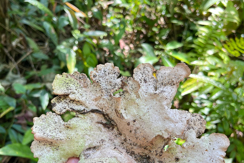 Sensory Botanical Experience in Paraty