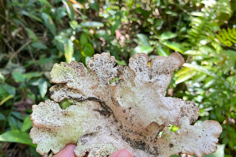 Sensory Botanical Experience in Paraty