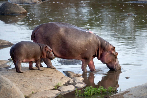 Safari dos Big 5 no Kruger de 5 dias com voo a partir de Joanesburgo