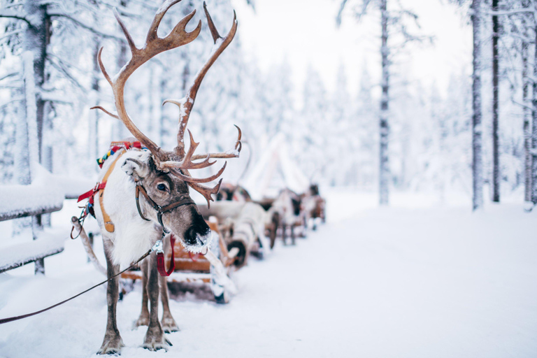 Rovaniemi: Santa Claus Village, Husky & Reindeer Tour