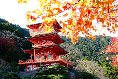 Kumano Kodo & Kumano Sanzan One-Day Tour from Osaka