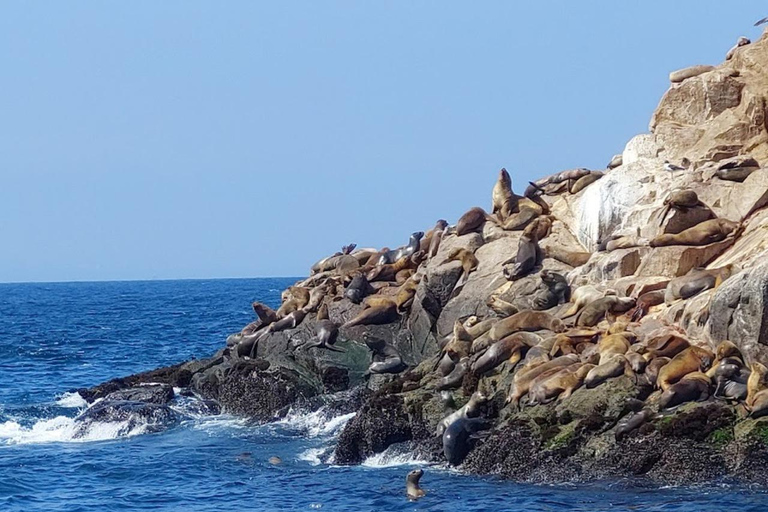 Lima: Palomino Island Marine Adventure Tour swimming with Sea Lions