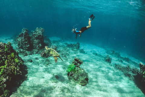 Snorkling i Röda havet med utrustning och gratis transfer