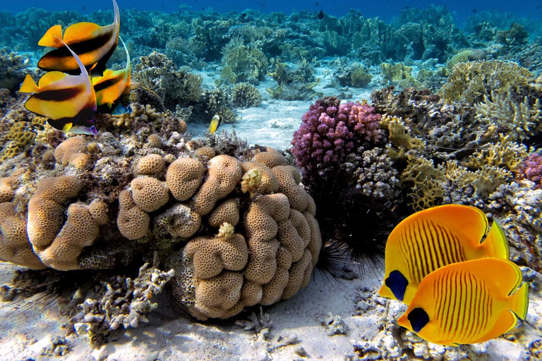 Marsa Alam: Dolphin House Adventure at Shaab Samadai Reef