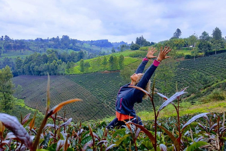 Nairobi: Purple Tea Farm Tour & Tasting Daytrip