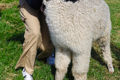 From Christchurch: Alpaca Farm Tour with Feeding and Guide