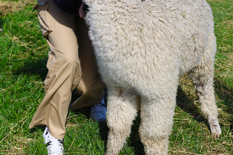 From Christchurch: Alpaca Farm Tour with Feeding and Guide