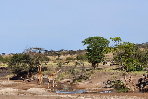 Vanuit Arusha: De 4-daagse safari-expeditie naar Tarangire &amp; Ndutu