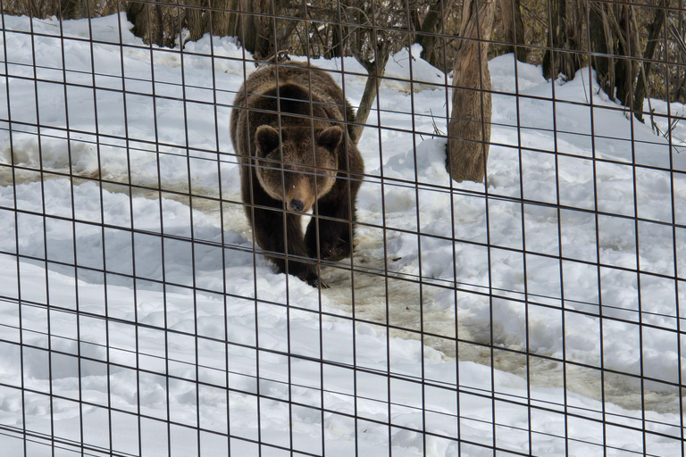Bucharest: Bear Sanctuary and Dracula's Castle Tour Small Group (max 7) - tour in English entry tichets included