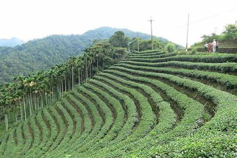 From Taipei: Thousand Island Lake & Pinglin Tea Tour